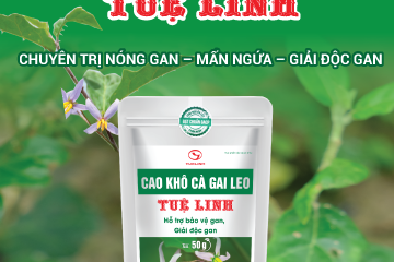 Cà gai leo Vàng thau lẫn lộn